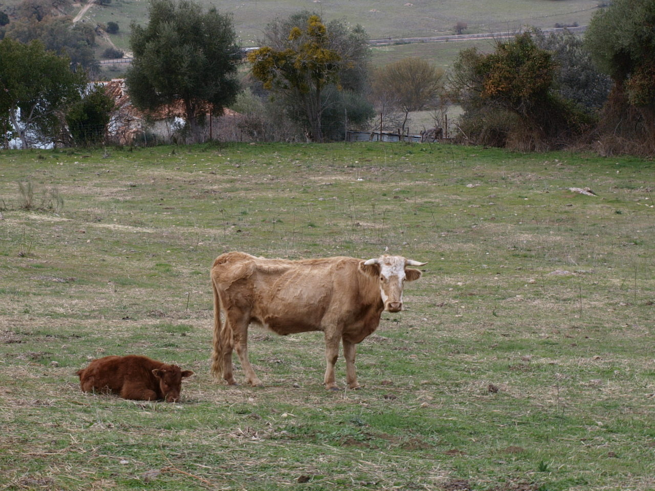 Vaca y ternero